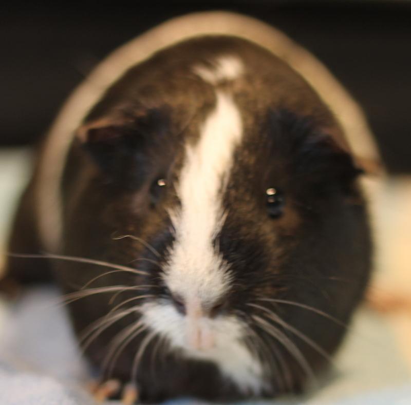 Enlarge Jeffrey, a ADOPTABLE Guinea Pig in Budd Lake, NJ image 2/6