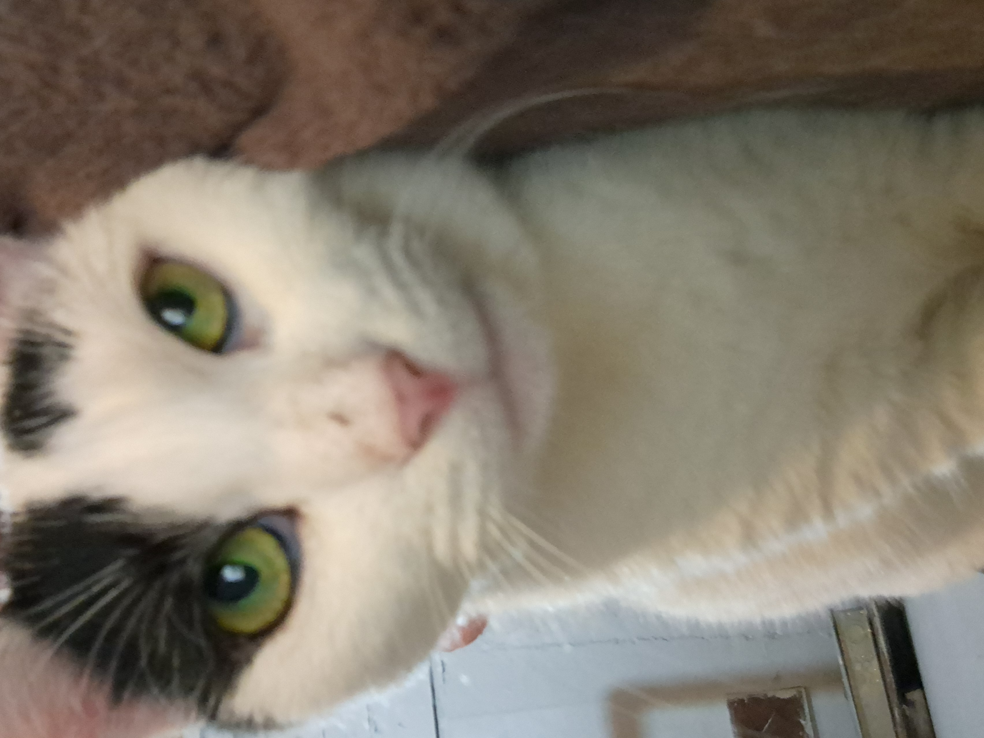 Cowgirl, Adoptable, Adult Female Domestic Short Hair.