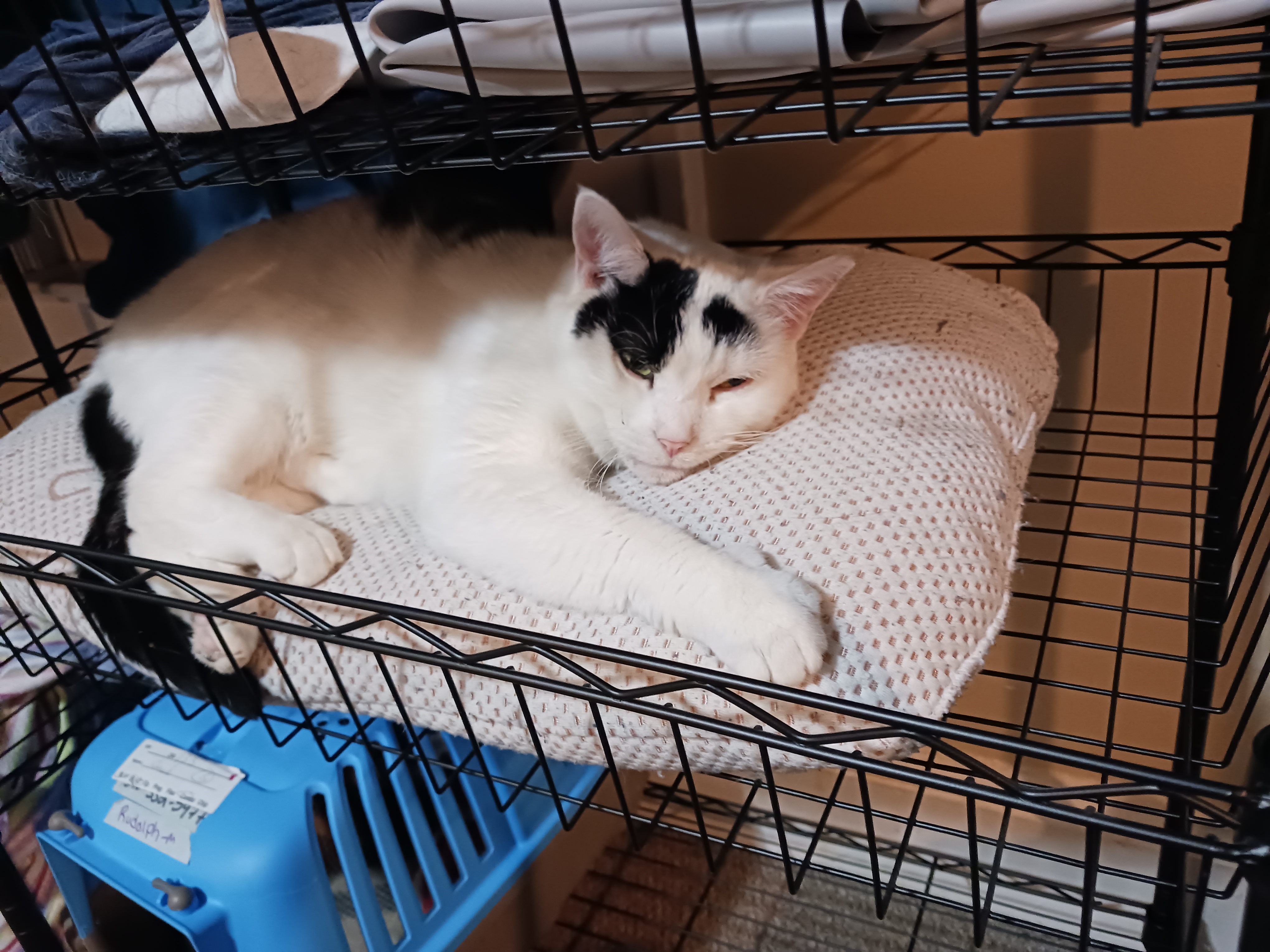 Cowgirl, a Adoptable Domestic Short Hair in Nanticoke, PA image 2/4