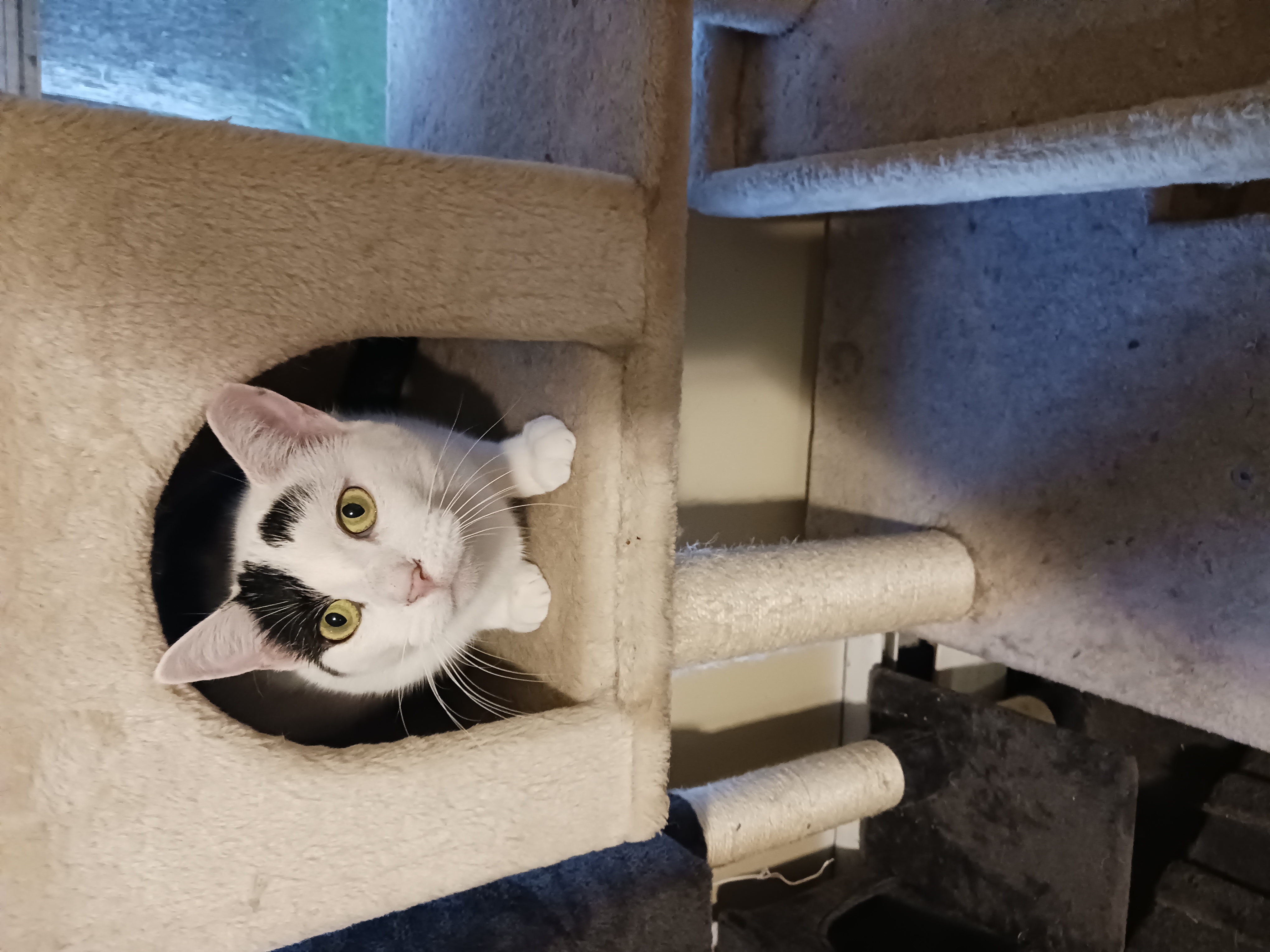 Cowgirl, a Adoptable Domestic Short Hair in Nanticoke, PA image 3/4