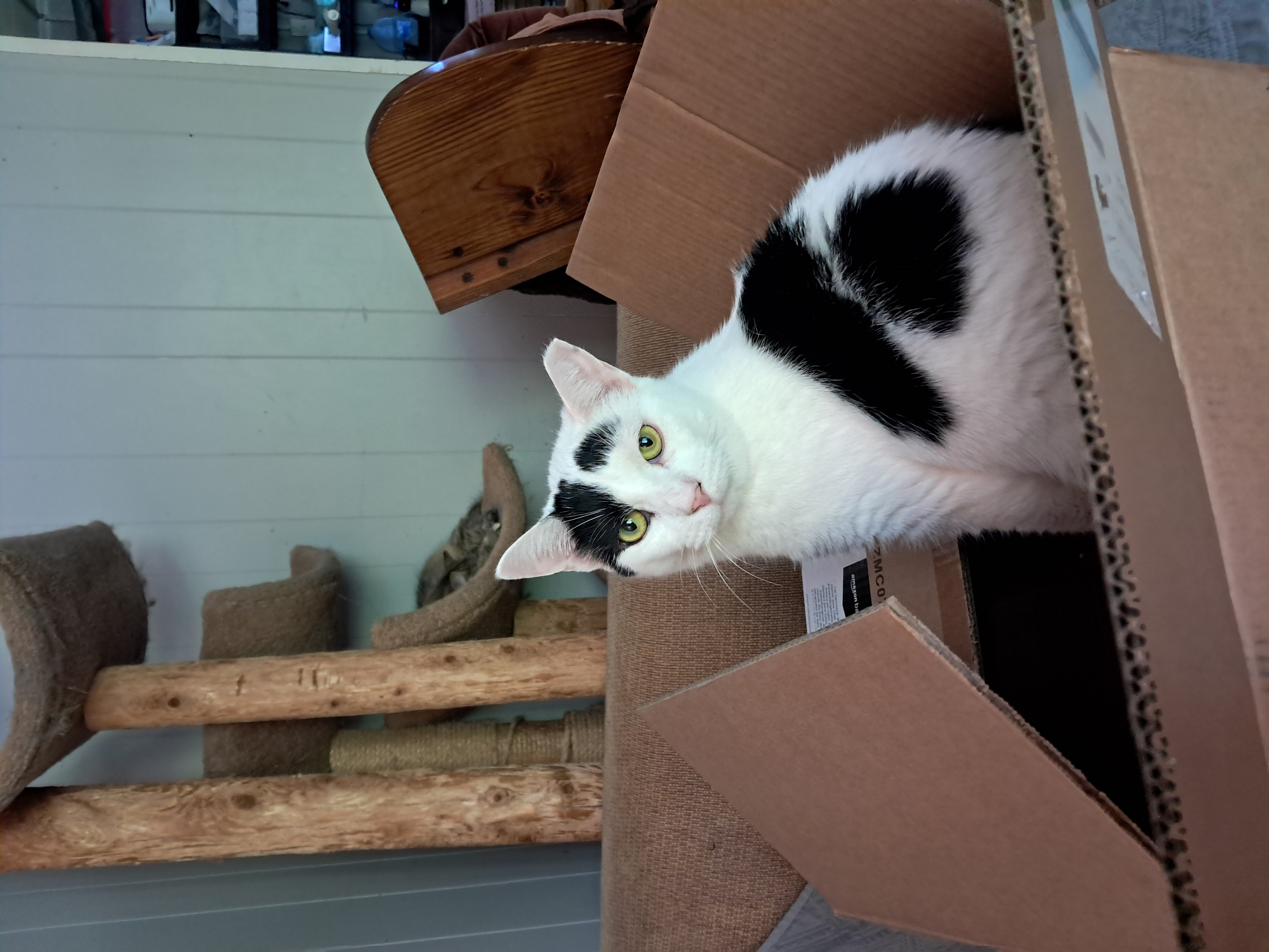 Cowgirl, a Adoptable Domestic Short Hair in Nanticoke, PA image 4/4