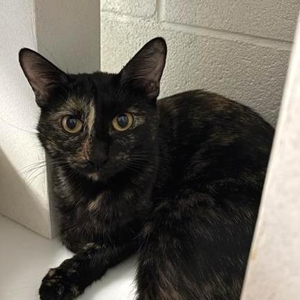 Diamond, Adoptable, Adult Female Domestic Short Hair.