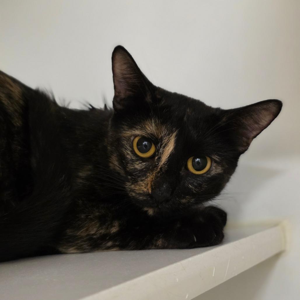 Enlarge Diamond, a Adoptable Domestic Short Hair in Phoenix, AZ image 2/3