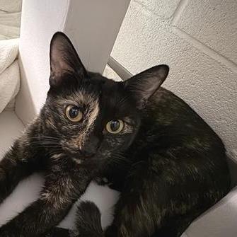 Enlarge Diamond, a Adoptable Domestic Short Hair in Phoenix, AZ image 3/3
