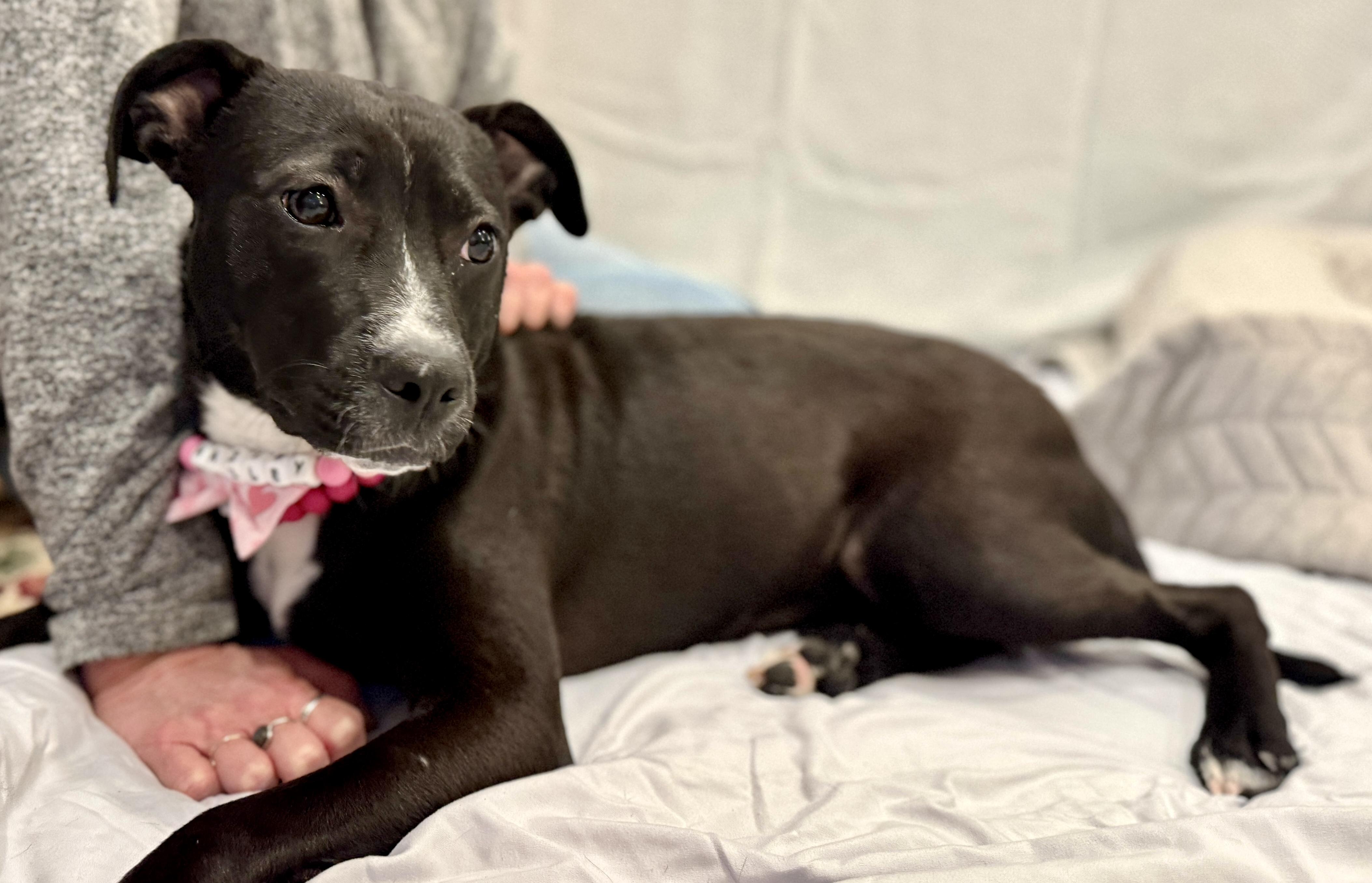 Enlarge Hailey, an adopted mixed breed in POTOMAC, MD image 3/5