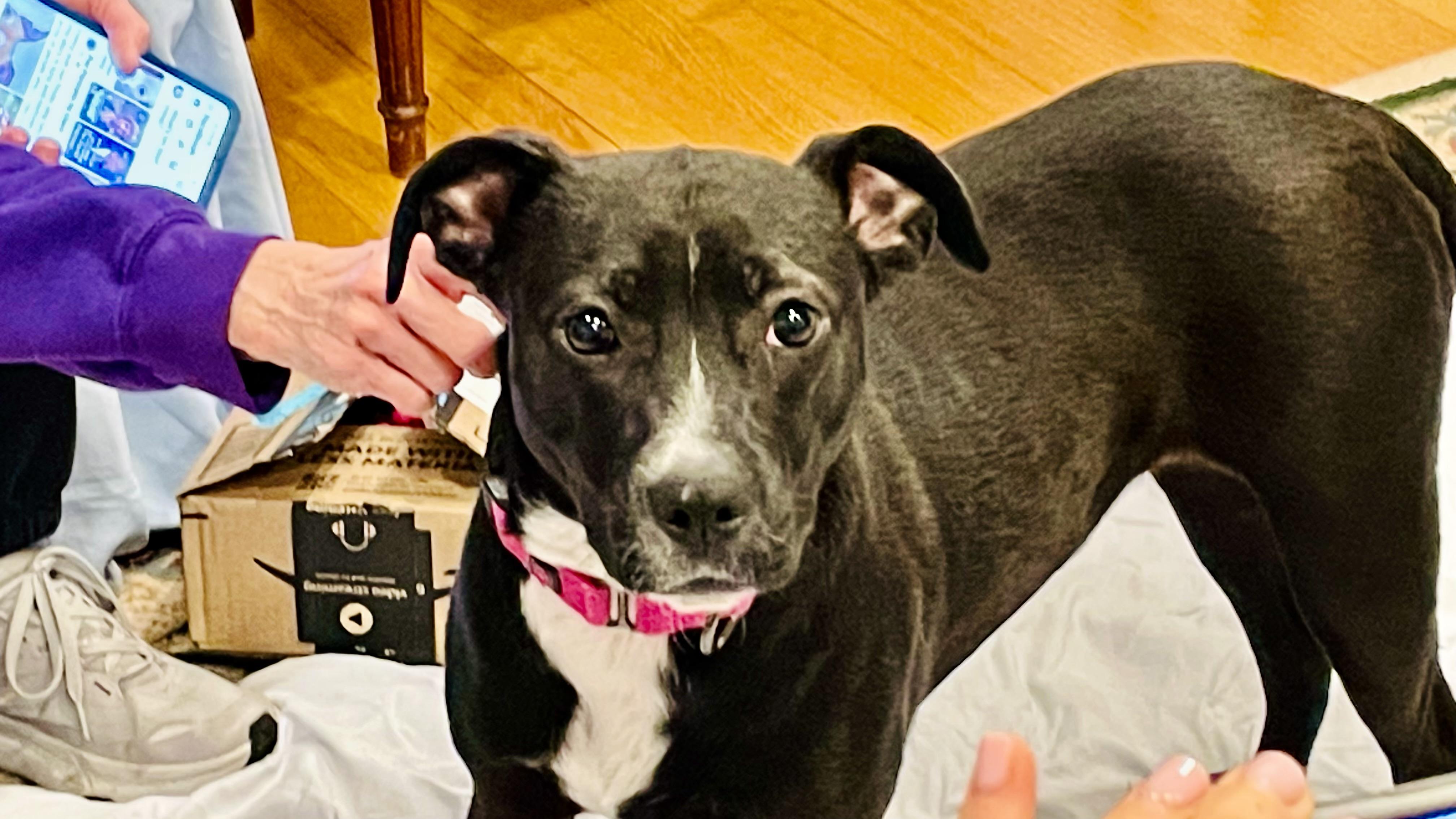 Enlarge Hailey, an adopted mixed breed in POTOMAC, MD image 4/5