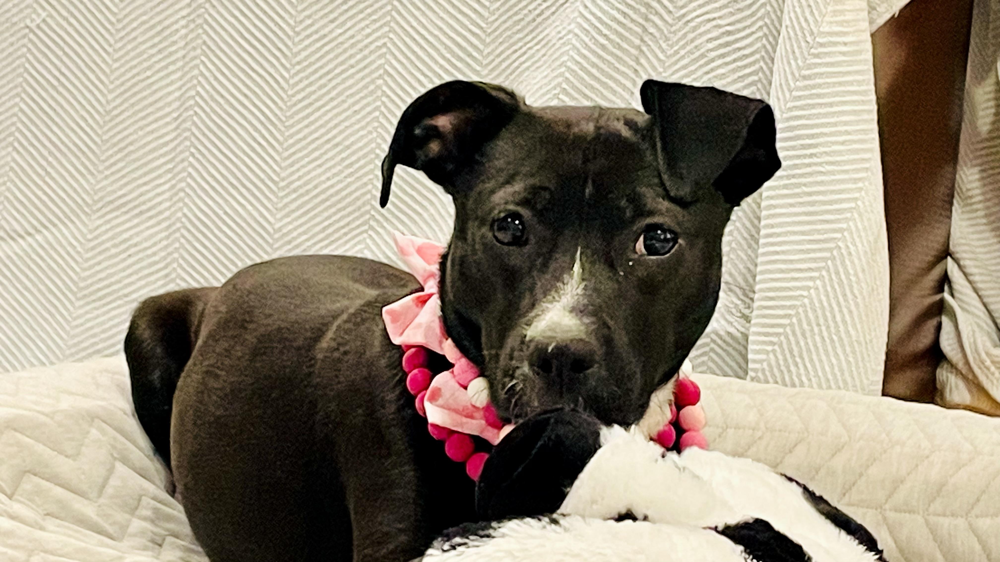 Enlarge Hailey, an adopted mixed breed in POTOMAC, MD image 5/5