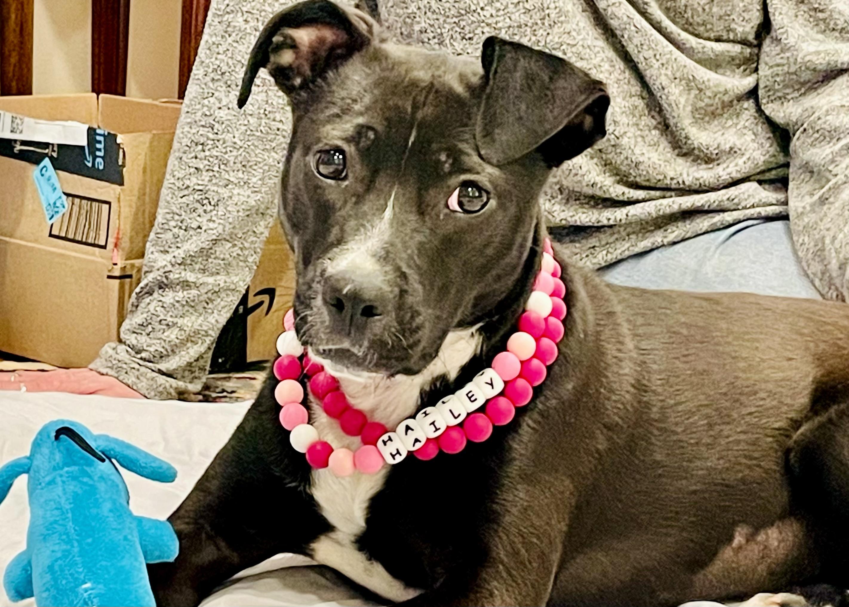 Enlarge Hailey, an adopted mixed breed in POTOMAC, MD image 1/5