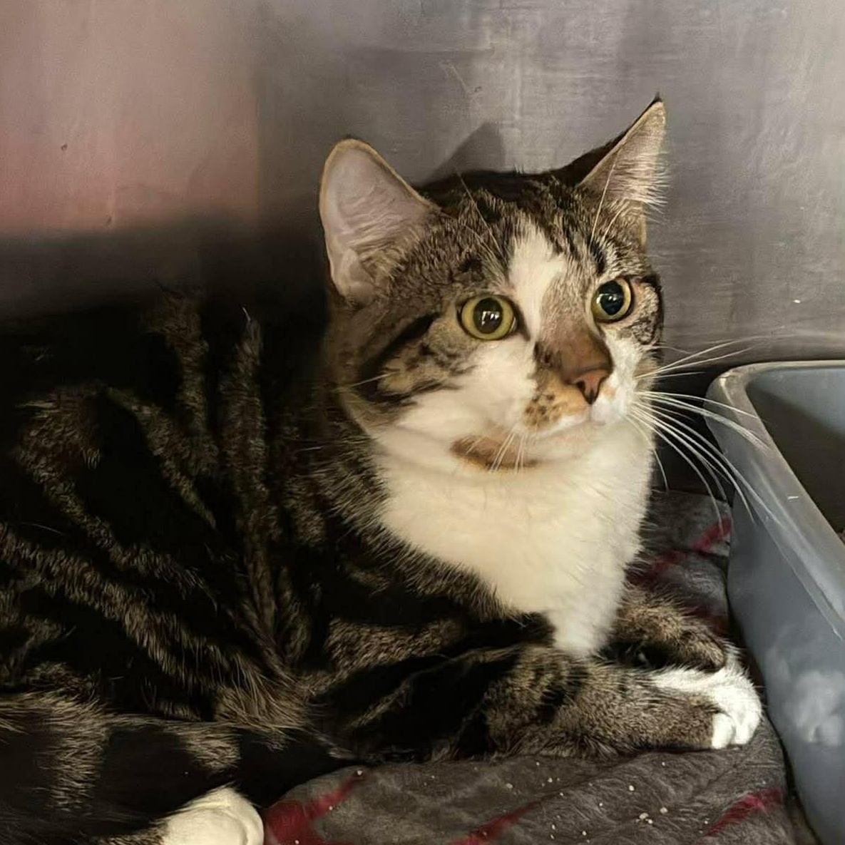 Skeeter, Adoptable, Kitten Male Domestic Short Hair & Tabby.