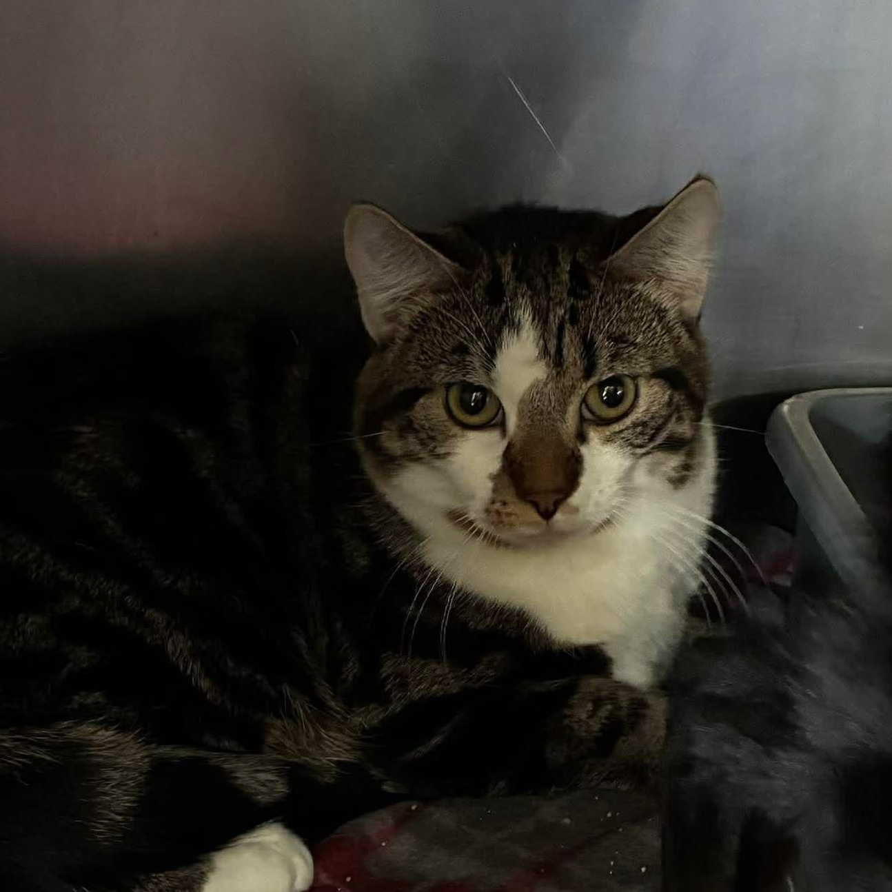 Enlarge Skeeter, a Adoptable mixed breed in Petersburg, IL image 2/2