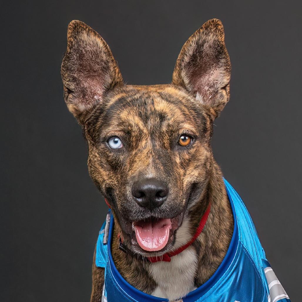 Zack, Adoptable, Adult Male Pit Bull Terrier.