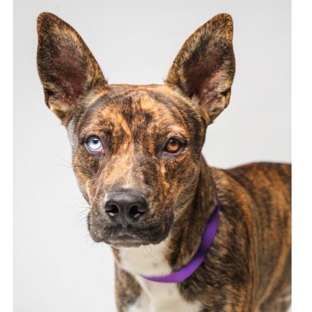 Enlarge Zack, a Adoptable mixed breed in Palm Springs, CA image 2/3