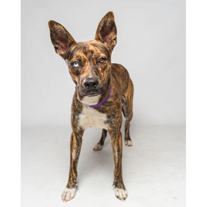 Enlarge Zack, a Adoptable mixed breed in Palm Springs, CA image 3/3