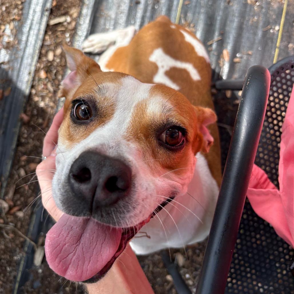 Anola, Adoptable, Adult Female Jack Russell Terrier & Mixed Breed.