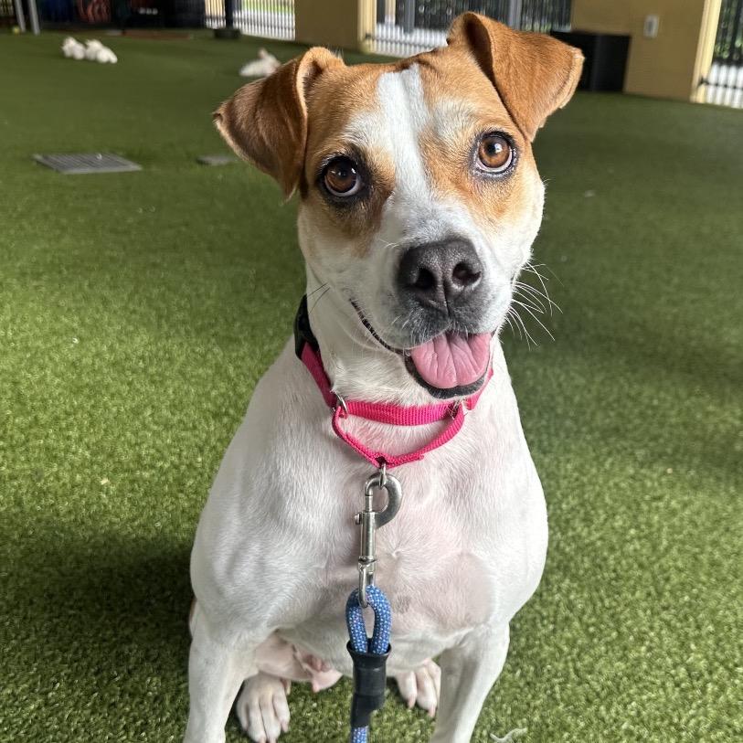 Enlarge Anola, a Adoptable mixed breed in West Palm Beach, FL image 2/6