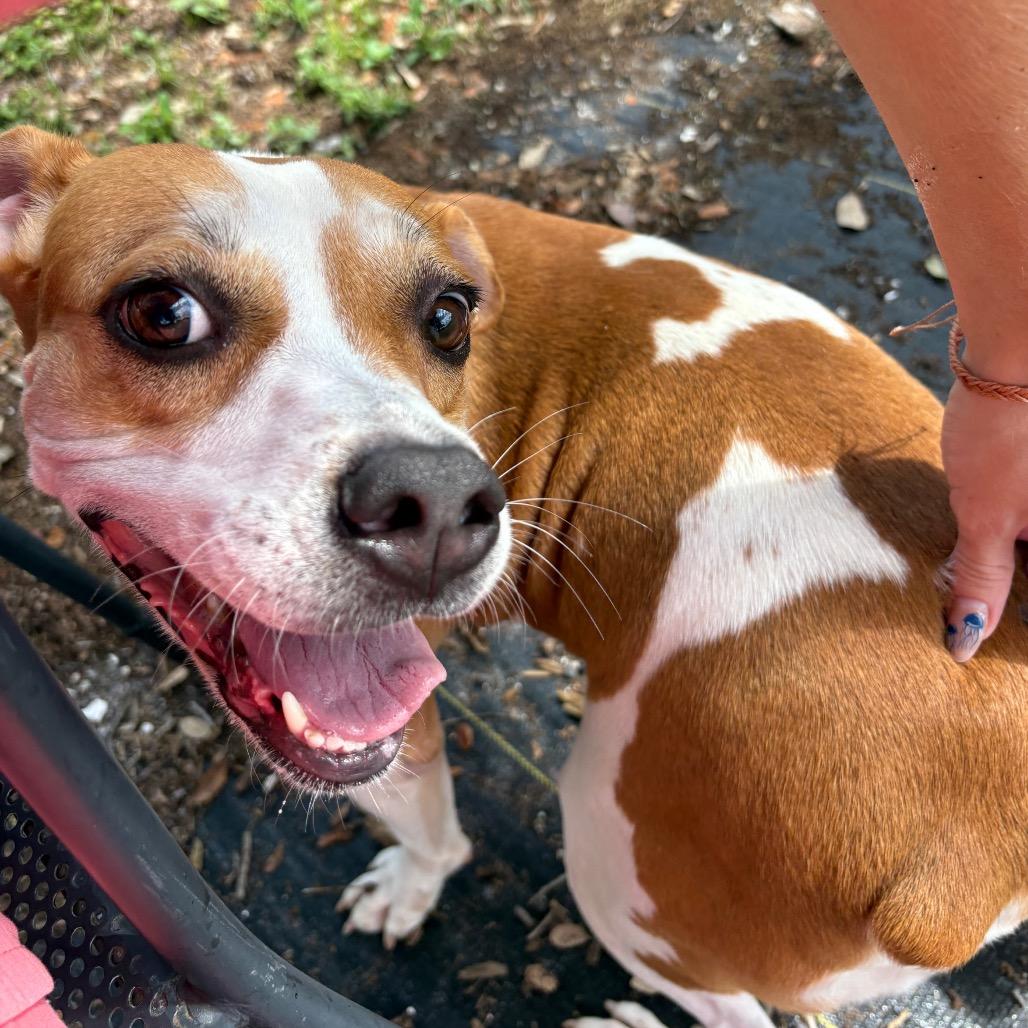 Enlarge Anola, a Adoptable mixed breed in West Palm Beach, FL image 3/6