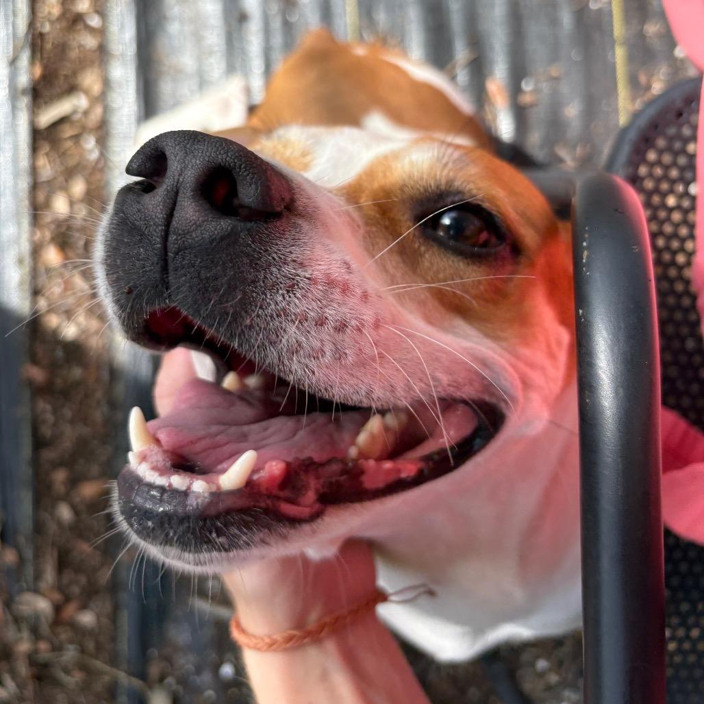 Enlarge Anola, a Adoptable mixed breed in West Palm Beach, FL image 4/6