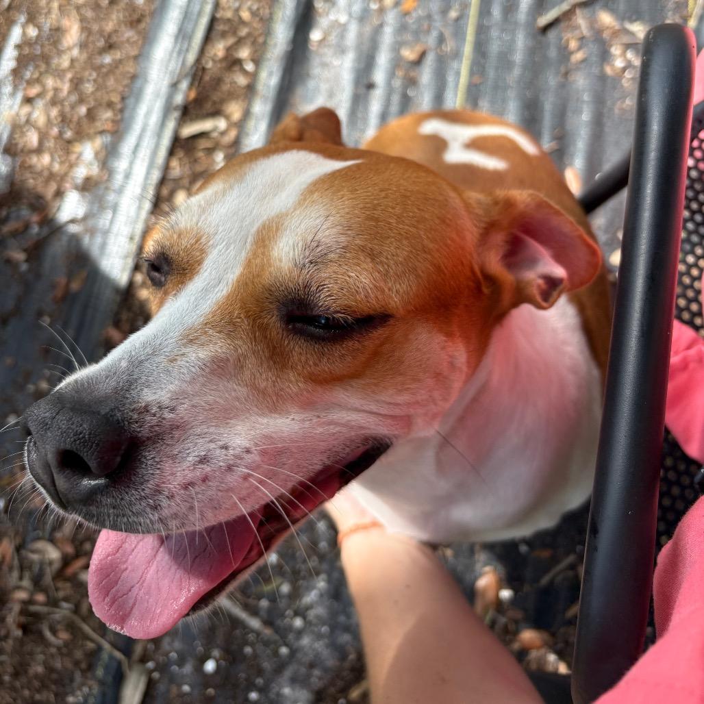 Enlarge Anola, a Adoptable mixed breed in West Palm Beach, FL image 5/6