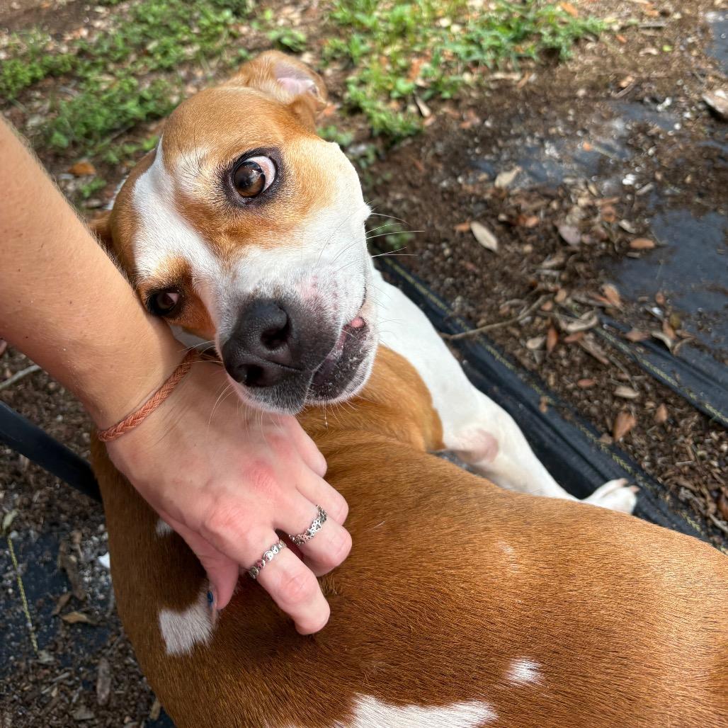 Enlarge Anola, a Adoptable mixed breed in West Palm Beach, FL image 6/6