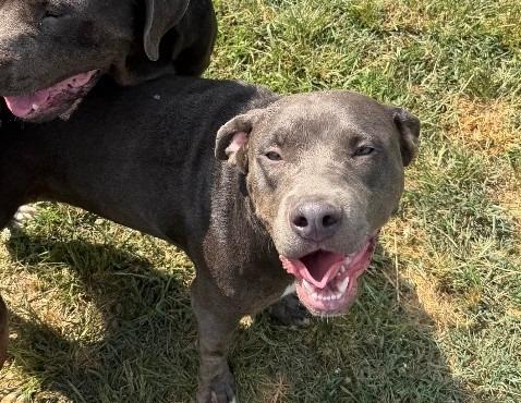 Angel, Adoptable, Young Female Labrador Retriever & American Staffordshire Terrier.