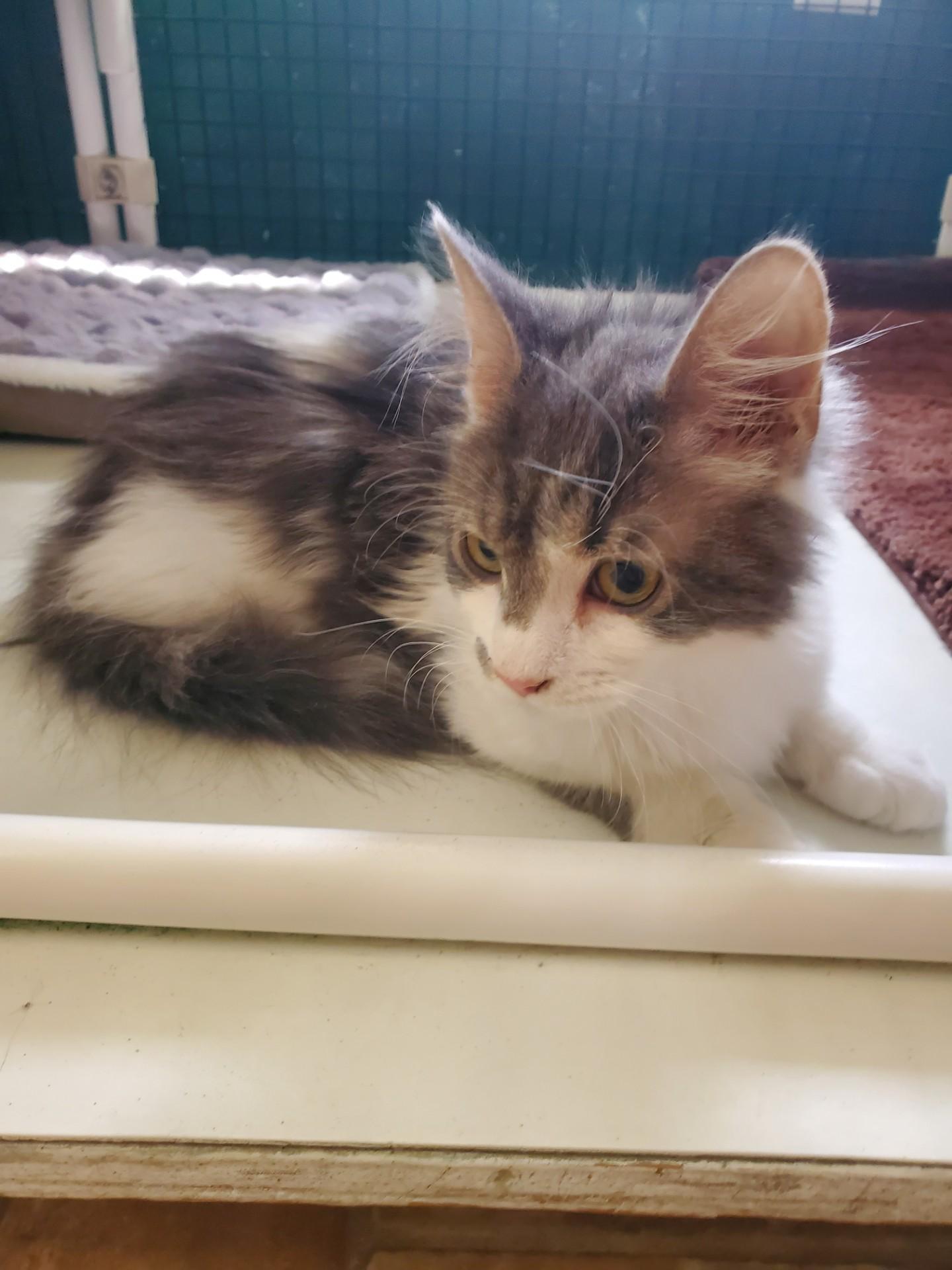 Ord, adopted, Young Male Domestic Medium Hair.