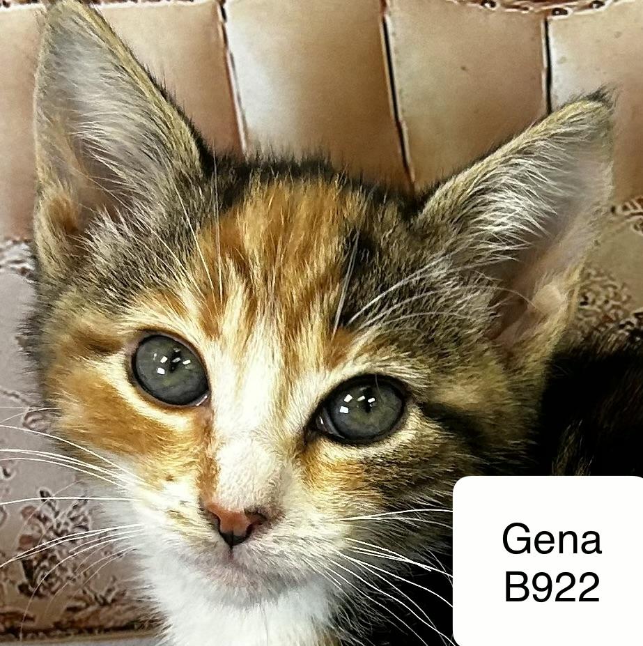 Enlarge Gena, a ADOPTABLE Domestic Medium Hair in Morganton, NC image 1/1