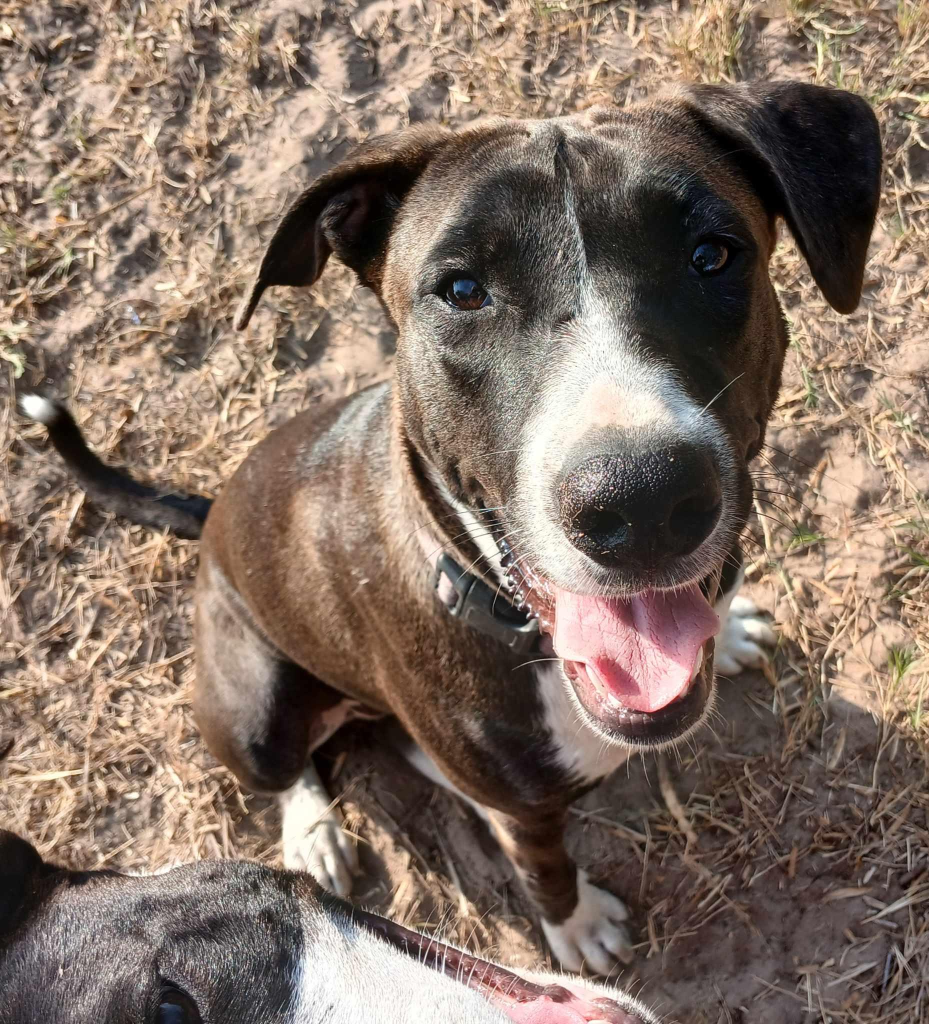 Enlarge Luna Luz, a Adoptable mixed breed in Linthicum Heights, MD image 5/6