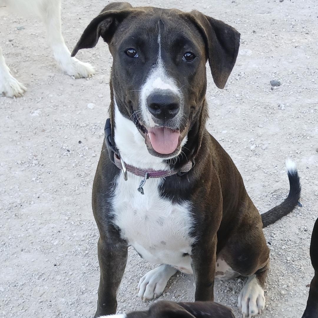 Enlarge Luna Luz, a Adoptable mixed breed in Linthicum Heights, MD image 1/6