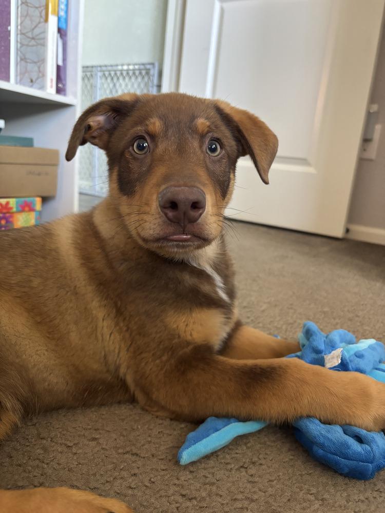 Bruno, Adoptable, Puppy Male Shepherd & Australian Cattle Dog / Blue Heeler.