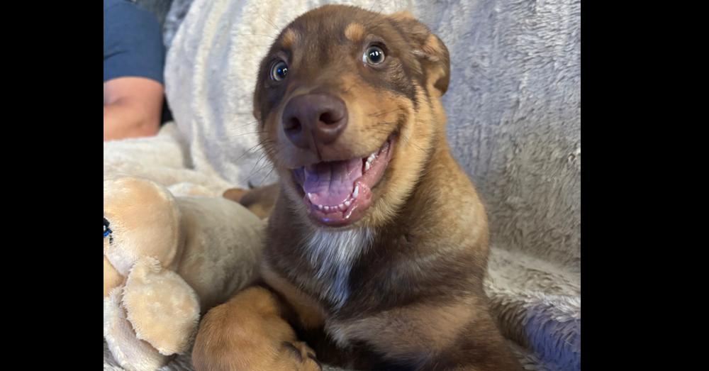 Bruno, a Adoptable mixed breed in Denver, CO image 2/6