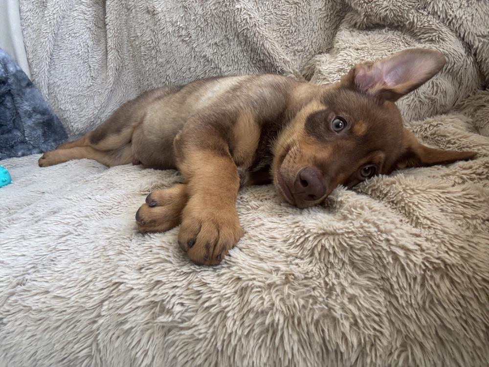 Bruno, a Adoptable mixed breed in Denver, CO image 3/6