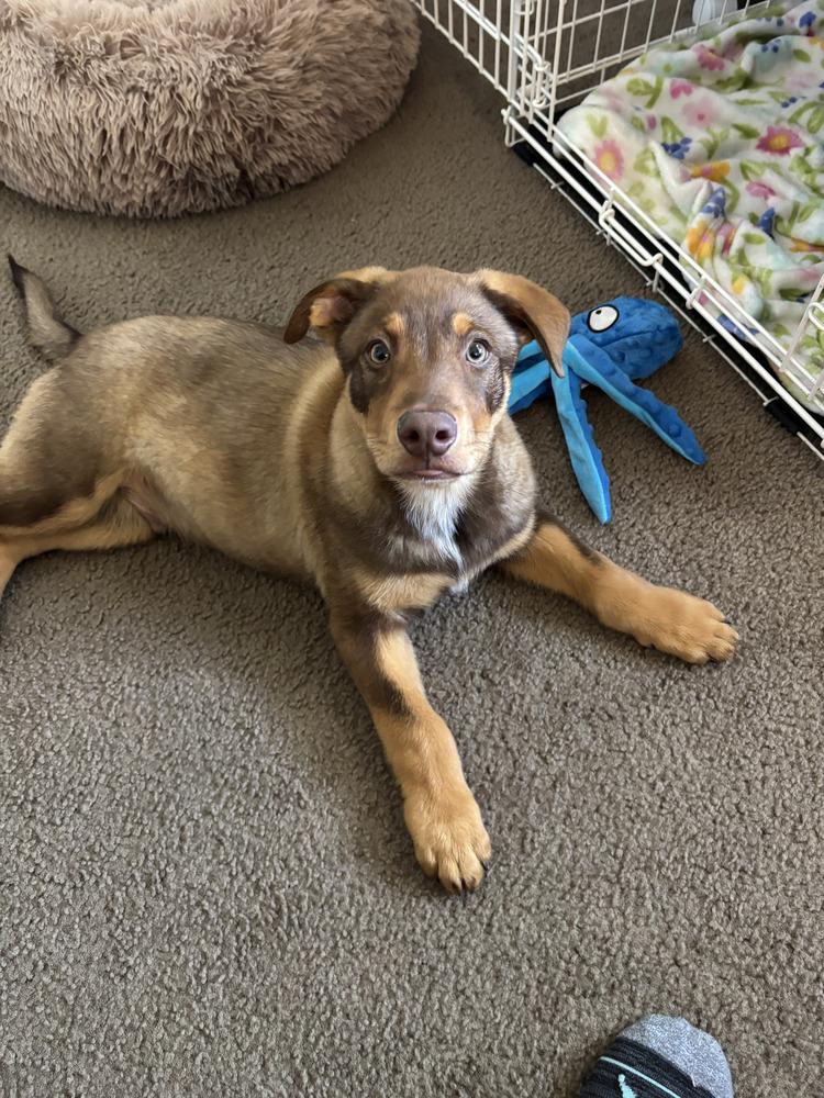 Bruno, a Adoptable mixed breed in Denver, CO image 4/6