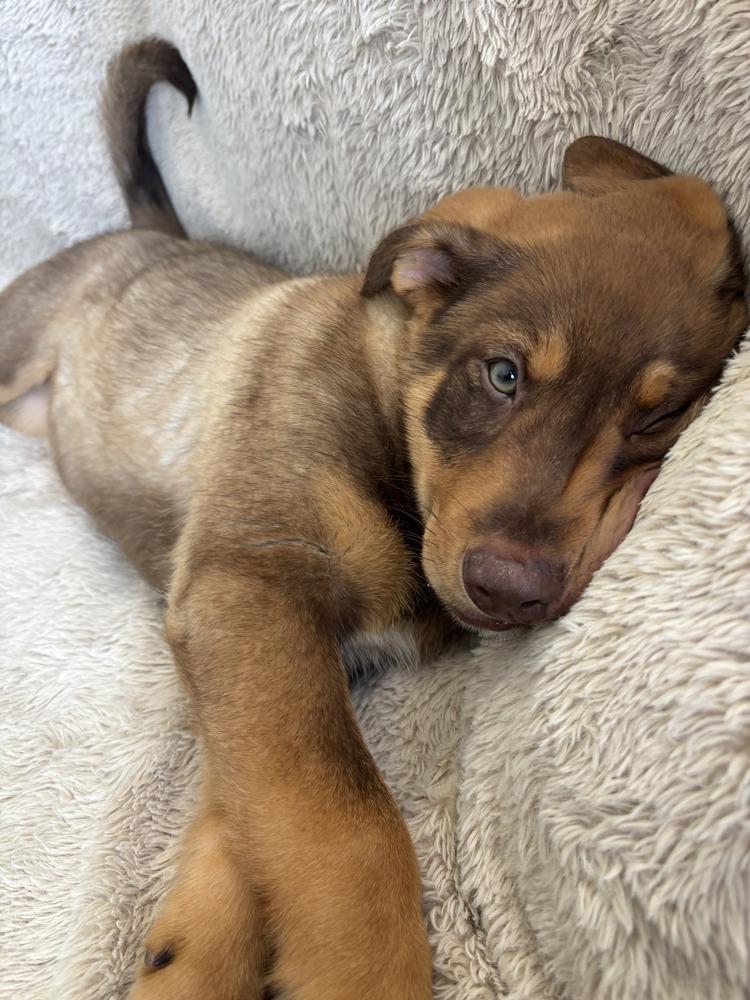 Bruno, a Adoptable mixed breed in Denver, CO image 5/6