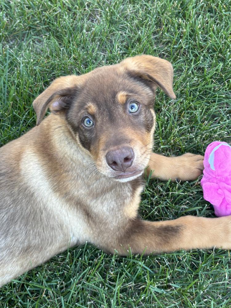 Bruno, a Adoptable mixed breed in Denver, CO image 6/6