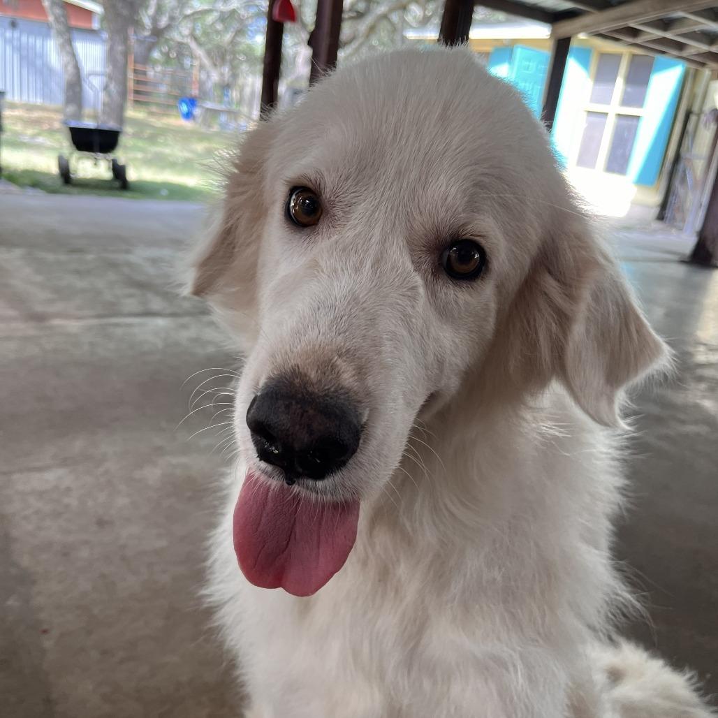 Sara Lee, Adoptable, Adult Female Great Pyrenees.