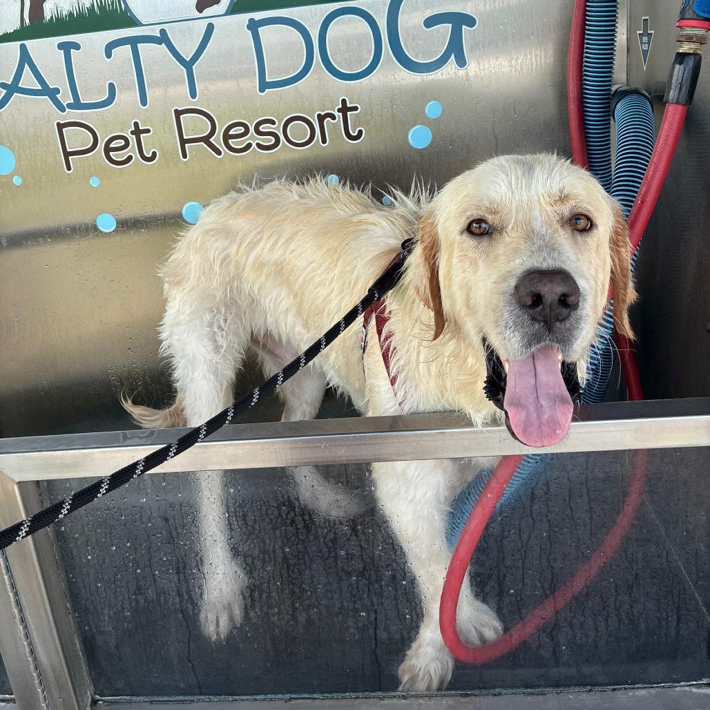 Enlarge Sara Lee, a Adoptable Great Pyrenees in Fulton, TX image 2/5