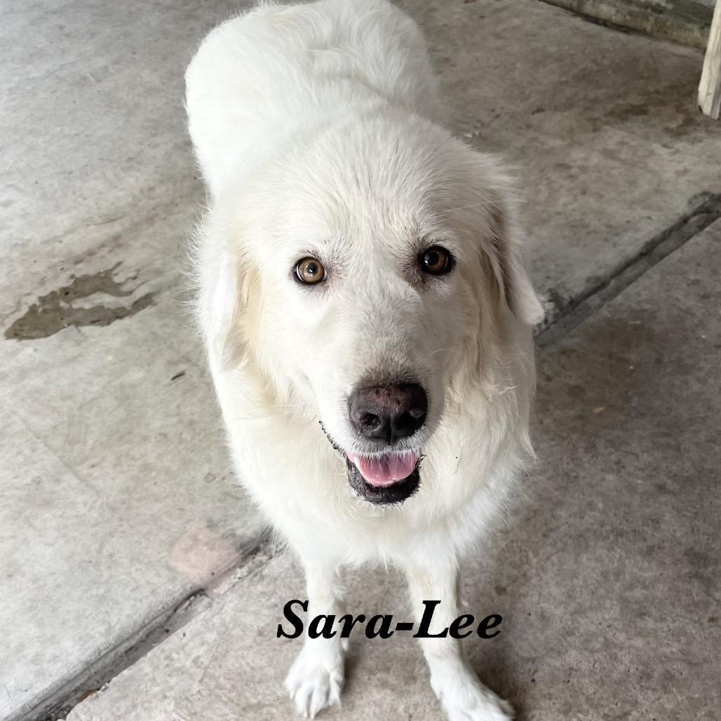 Enlarge Sara Lee, a Adoptable Great Pyrenees in Fulton, TX image 3/5