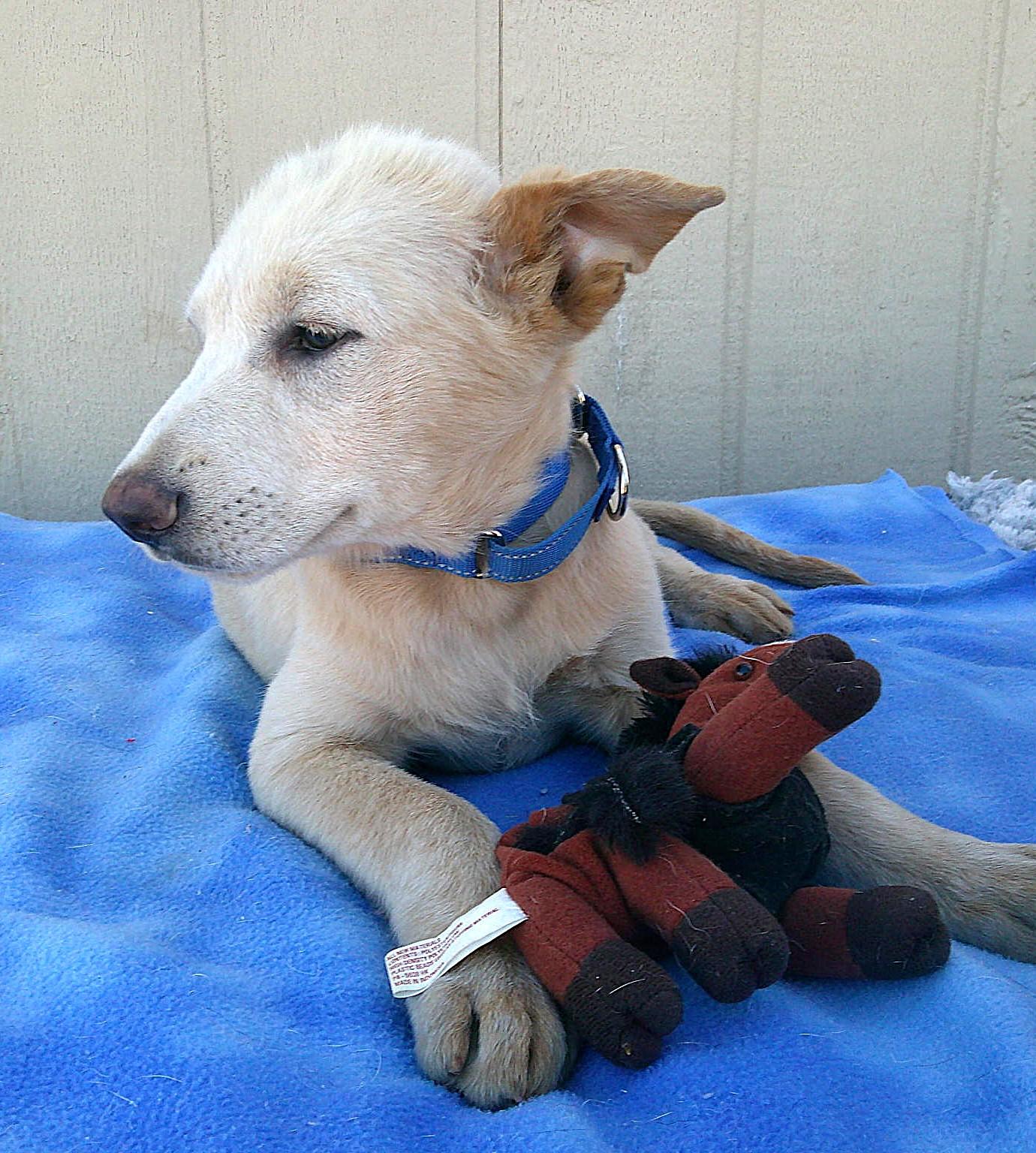 Enlarge Kodiak, a ADOPTABLE mixed breed in Olympia, WA image 2/2