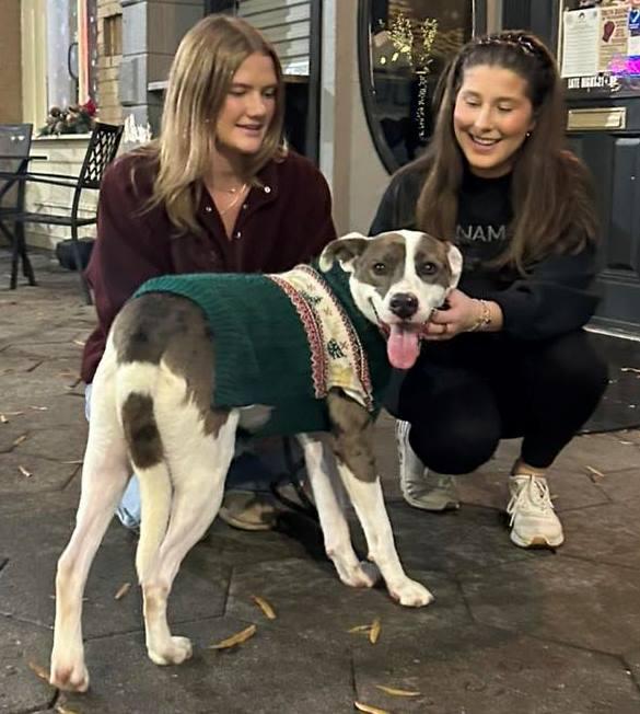 Enlarge Sammy, a Adoptable Catahoula Leopard Dog in Carrollton, GA image 1/3