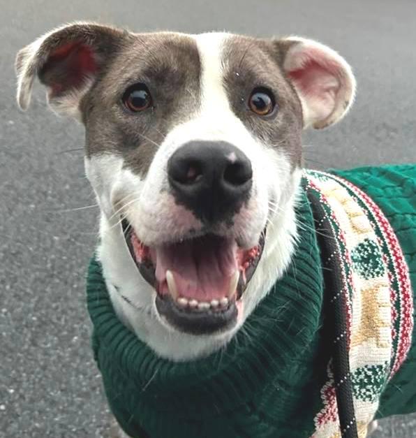 Enlarge Sammy, a Adoptable Catahoula Leopard Dog in Carrollton, GA image 3/3