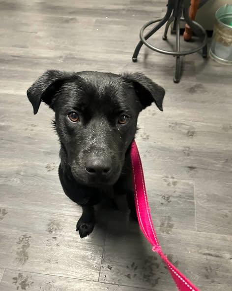 Jasmine, Adoptable, Young Female Black Labrador Retriever.