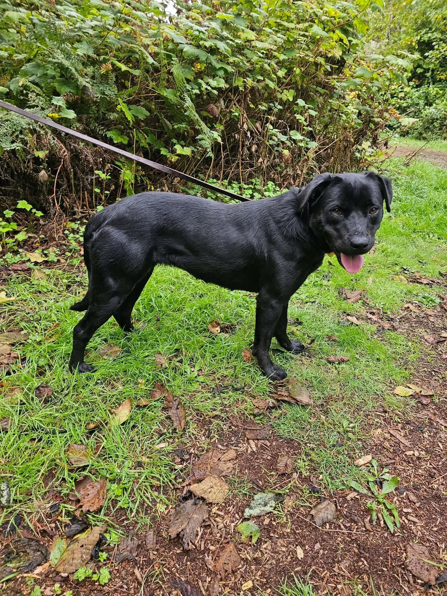 Enlarge Jasmine, a Adoptable mixed breed in Crescent city, CA image 4/6