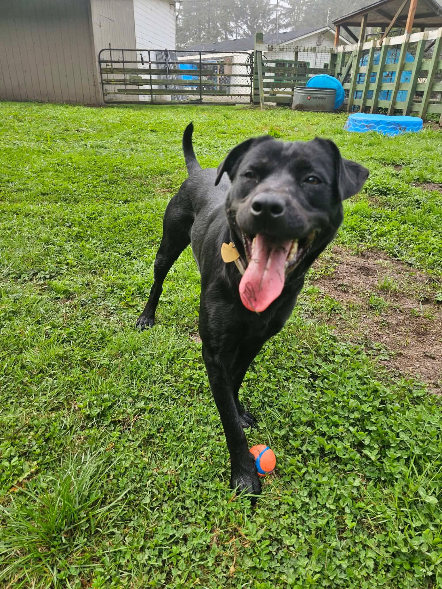 Enlarge Jasmine, a Adoptable mixed breed in Crescent city, CA image 3/6