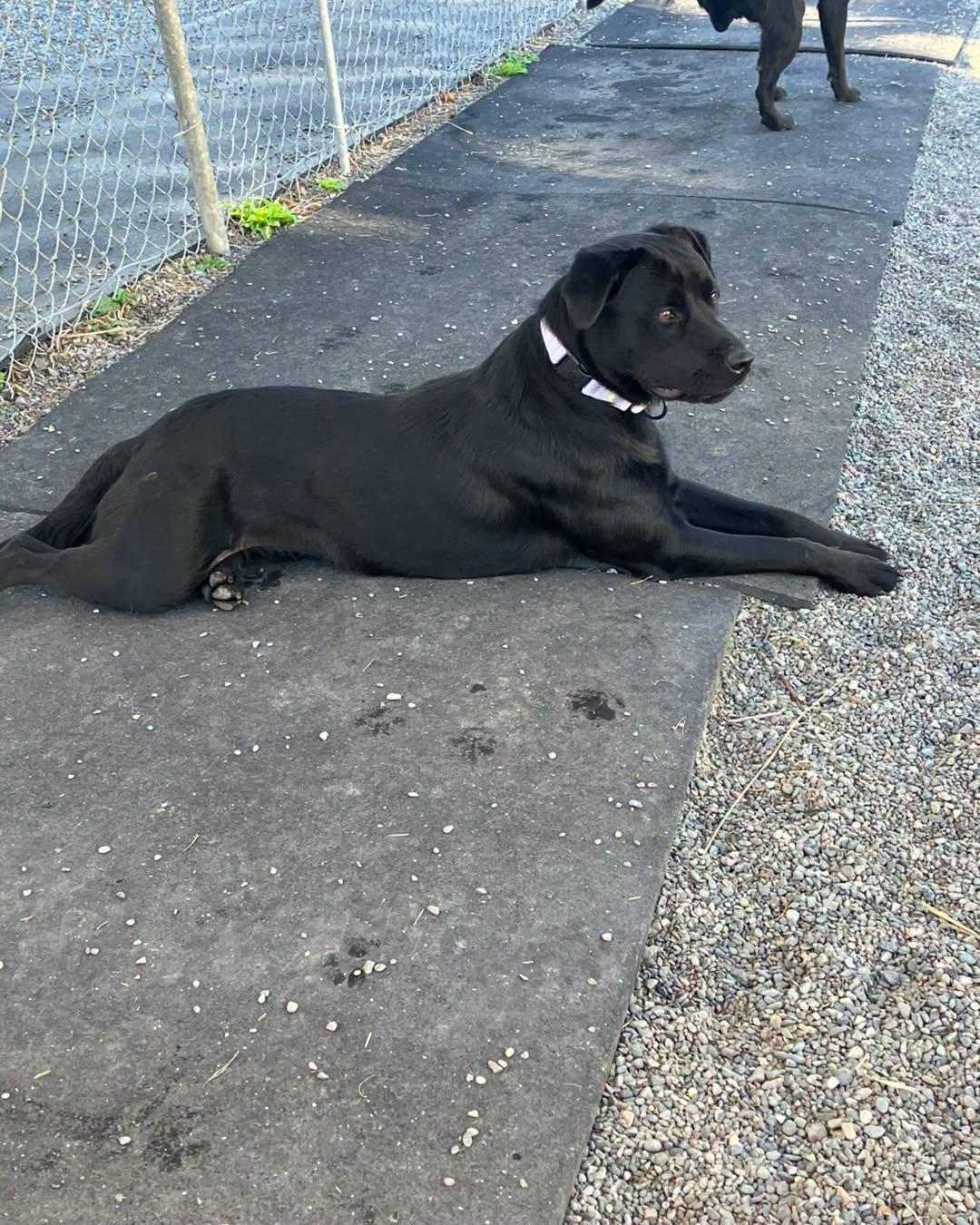 Enlarge Jasmine, a Adoptable mixed breed in Crescent city, CA image 2/3