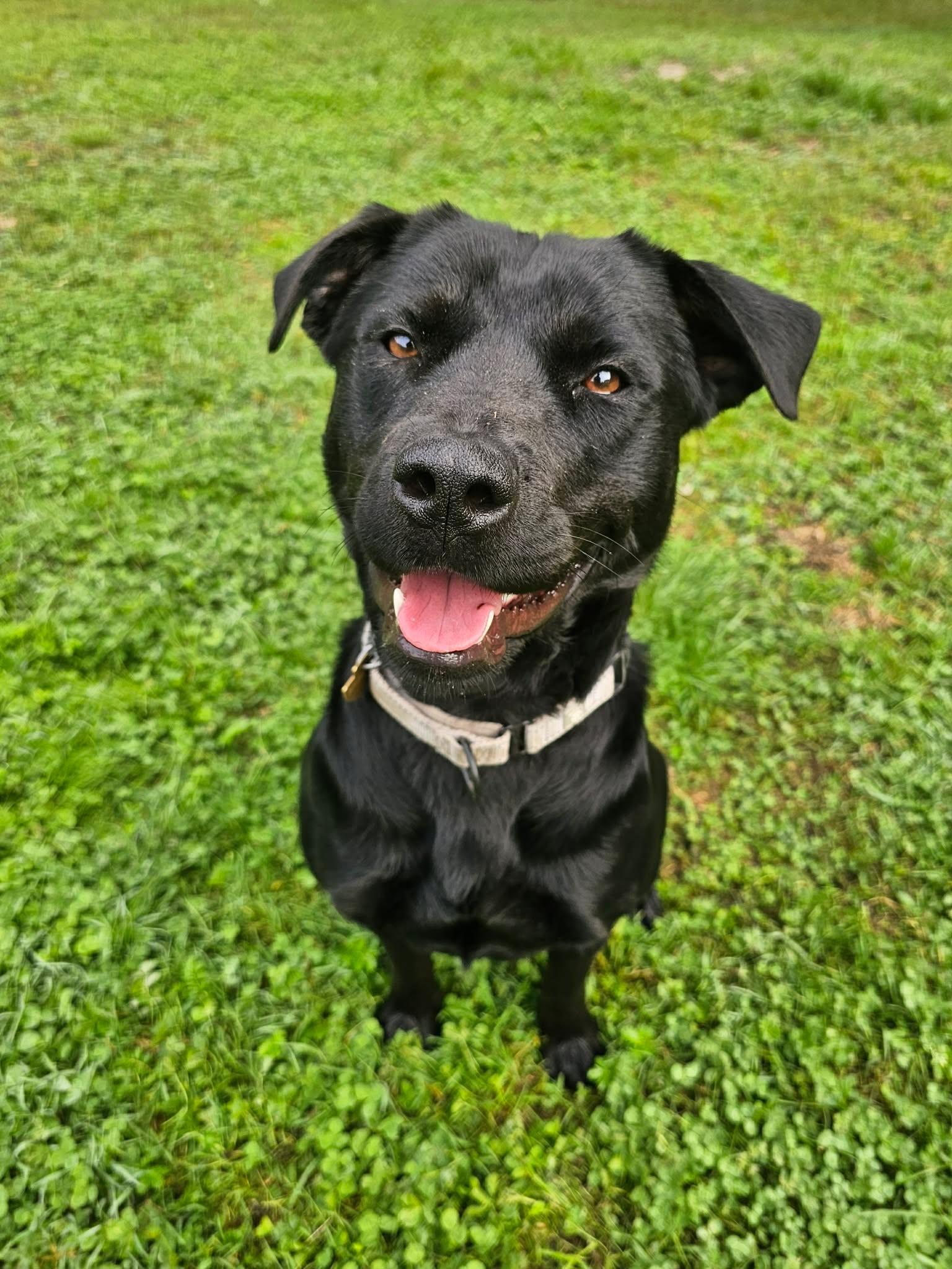 Jasmine, Adoptable, Young Female Black Labrador Retriever.