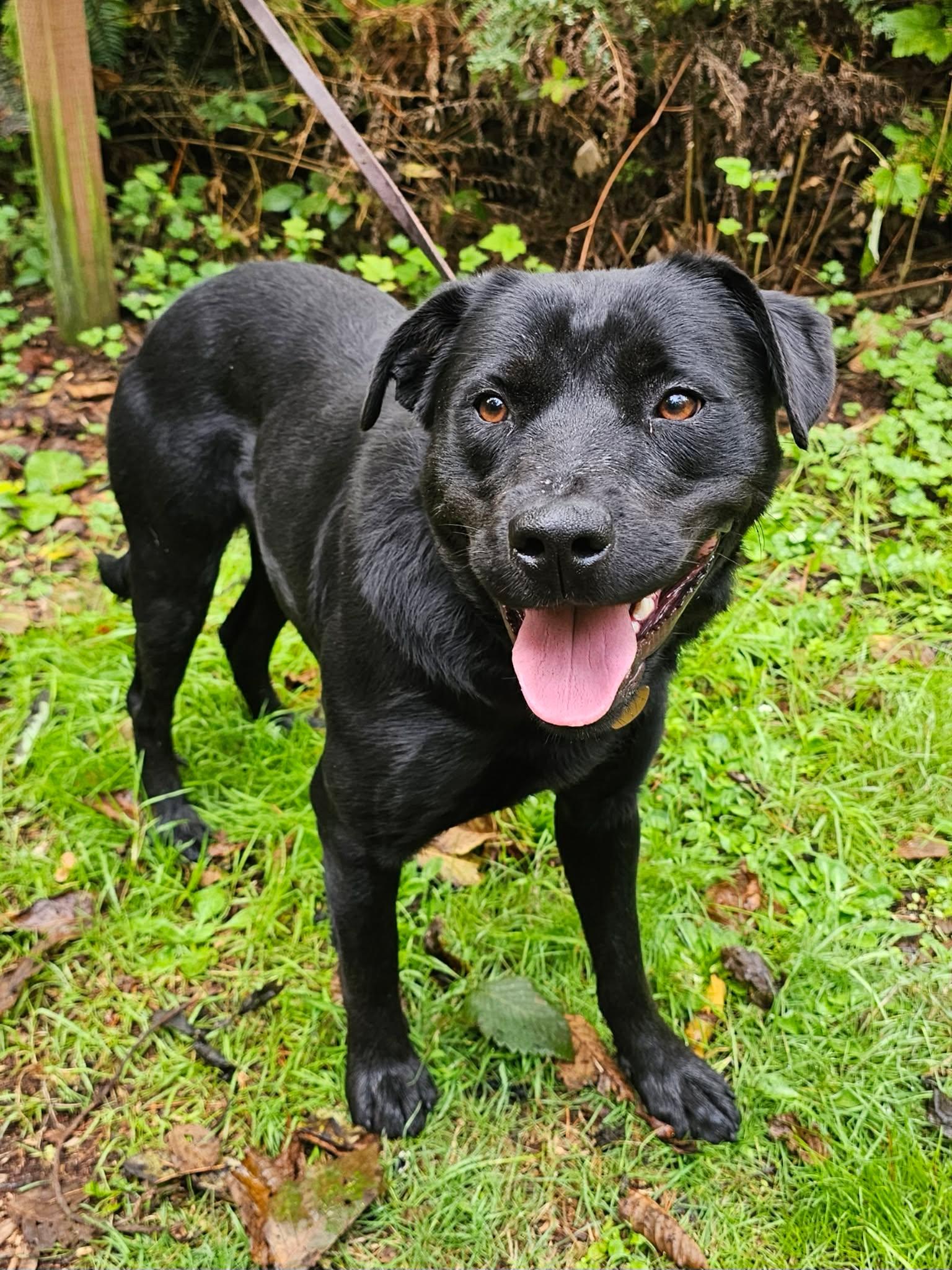 Enlarge Jasmine, a Adoptable mixed breed in Crescent city, CA image 5/6