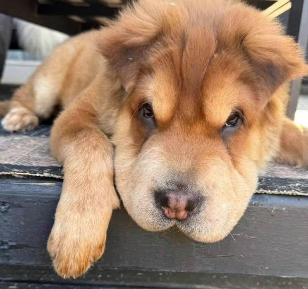Enlarge Bandit (aka Theodore), a Adoptable Shar-Pei in Dallas, TX image 1/3