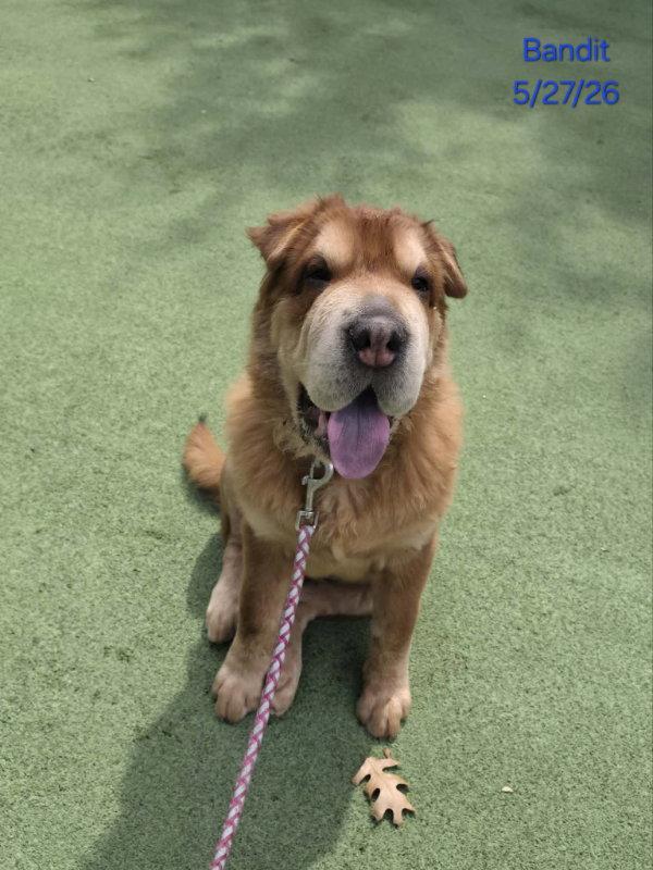 Enlarge Bandit (aka Theodore), a Adoptable Shar-Pei in Dallas, TX image 2/3