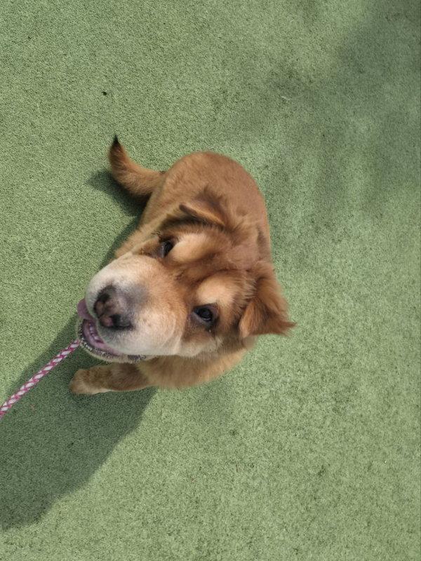Enlarge Bandit (aka Theodore), a Adoptable Shar-Pei in Dallas, TX image 3/3