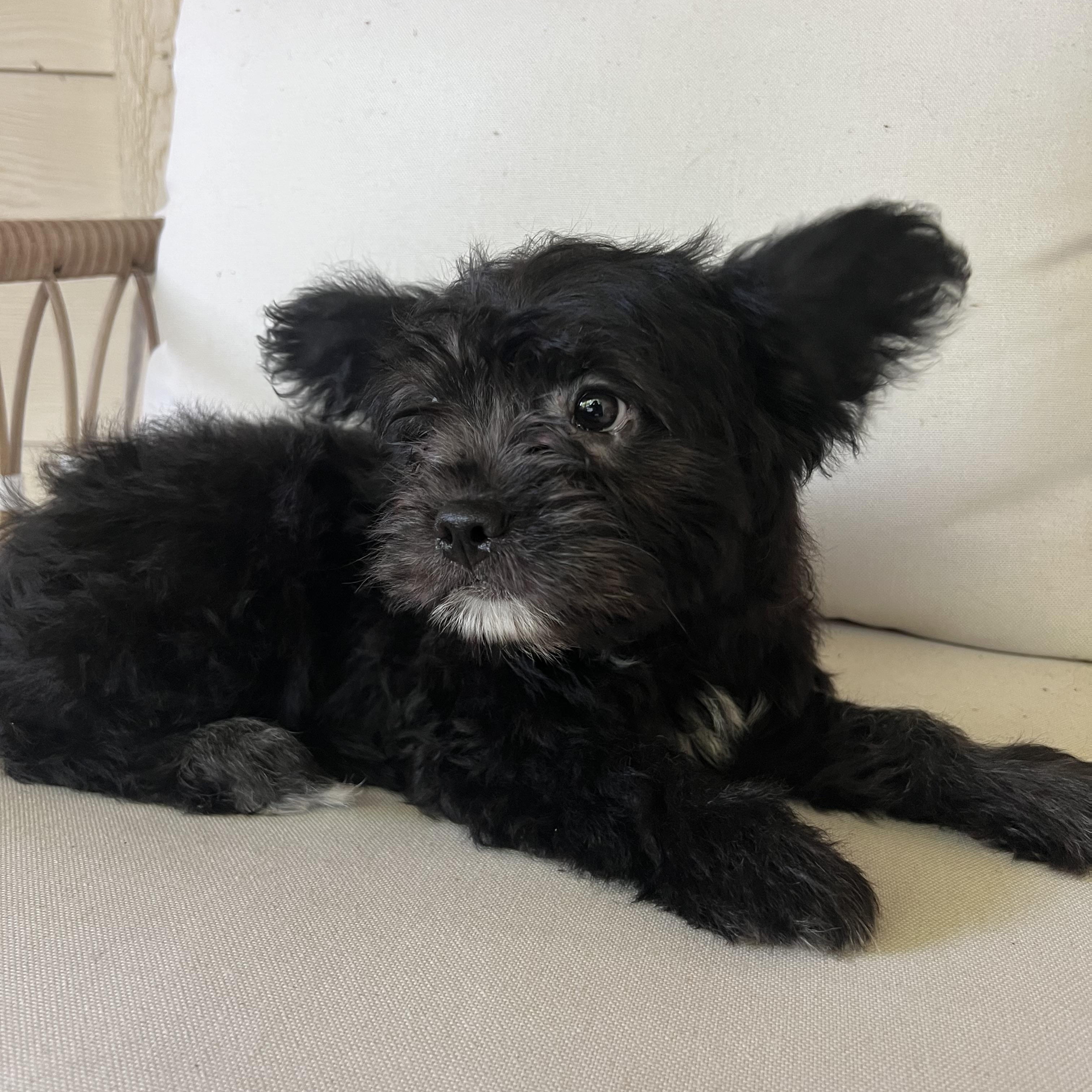 Enlarge Hollis, an adopted mixed breed in Pflugerville, TX image 3/6